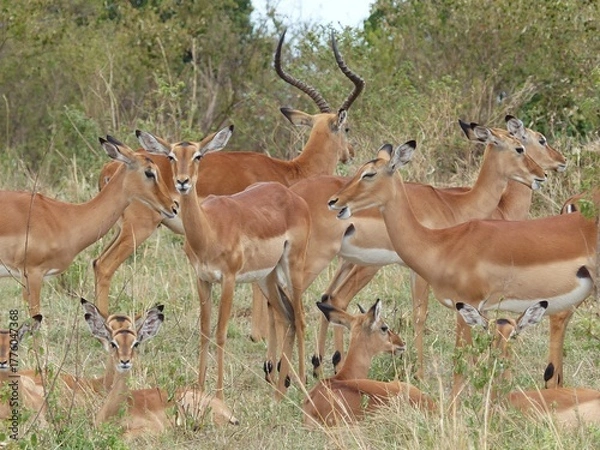 Fototapeta A natural wildlife scene showing a group of impala antelopes with a proud buck standing among them in the Masai Mara Nature Reserve, Kenya