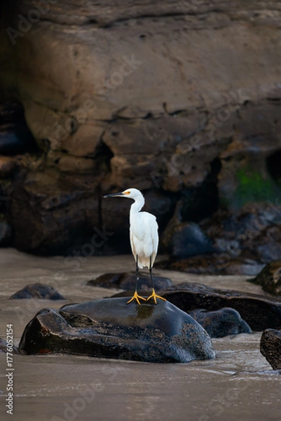 Obraz snowy egret