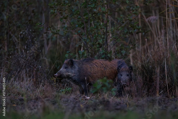 Obraz Wild boar (Sus scrofa) with piglet in dense vegetation at dusk, alert and partially hidden, showcasing natural social behavior in their woodland environment.