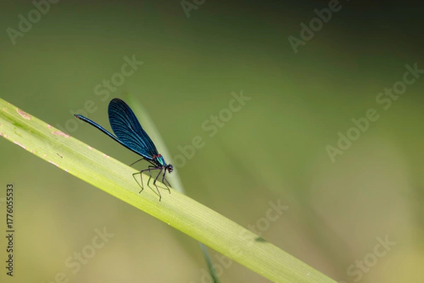 Obraz Banded demoiselle (Calopteryx splendens) perched on green blade, metallic blue wings and slender body, isolated against soft blurred background in natural sunlight.
