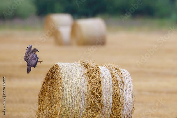 Obraz Juvenile common buzzard (Buteo buteo) landing on straw bale in harvested field, spread wings and talons ready, with soft yellow background and distant hay rolls.