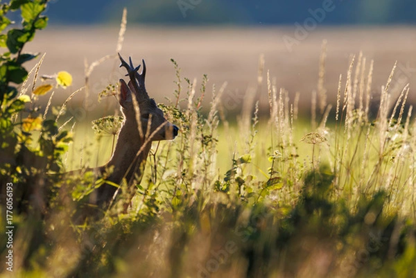 Obraz Roe deer buck (Capreolus capreolus) in backlight stands hidden among tall grass and wildflowers, velvet antlers and profile glowing in warm summer evening sunlight.