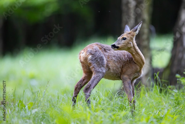 Obraz Roe deer doe (Capreolus capreolus) stands alert on green summer meadow, elegant pose, fine detail against blurred background, symbol of peaceful wildlife in nature.
