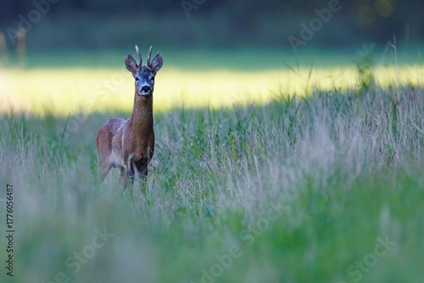 Obraz Roe deer buck (Capreolus capreolus) in closeup portrait on lush green meadow, velvet antlers, alert expression and fine detail, vivid summer wildlife scene.