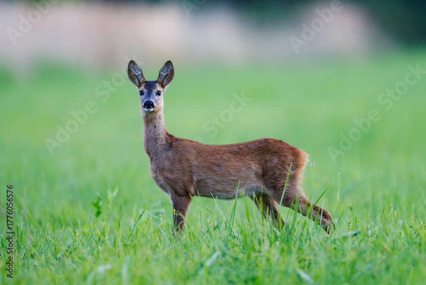 Obraz Roe deer doe (Capreolus capreolus) stands alert on green summer meadow, elegant pose, fine detail against blurred background, symbol of peaceful wildlife in nature.