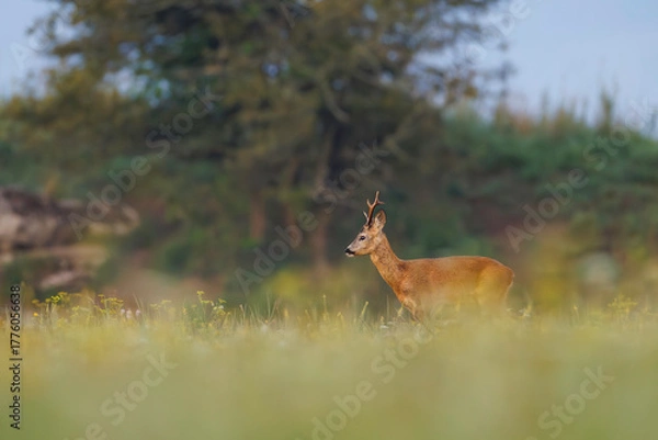 Obraz Roe deer (Capreolus capreolus) stands in sunlit wildflower meadow, antlers emerging above soft blooms, blending into dreamy natural landscape with blurred background.