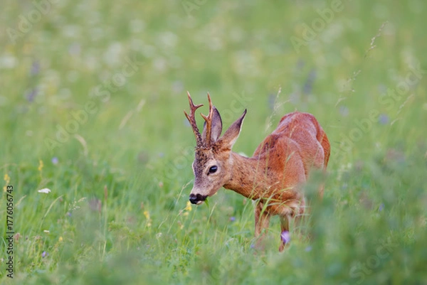 Obraz Roe deer (Capreolus capreolus) stands in sunlit wildflower meadow, antlers emerging above soft blooms, blending into dreamy natural landscape with blurred background.