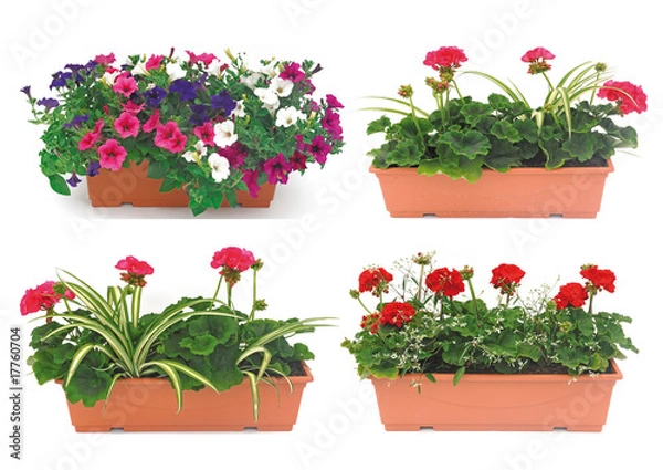 Obraz ukwiecony balkon