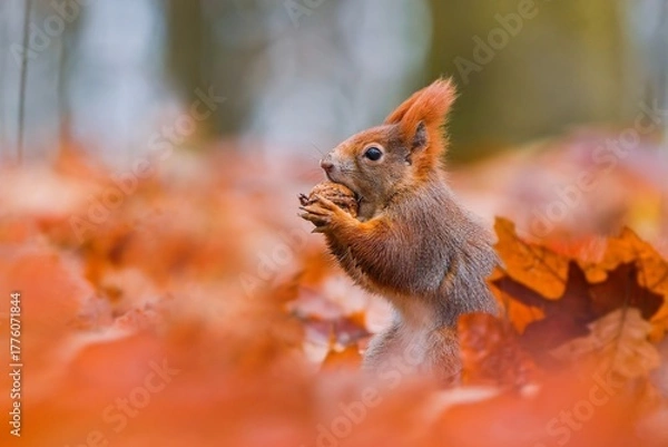Fototapeta A cute european red squirrel sits on the gropund and eats a nut. 