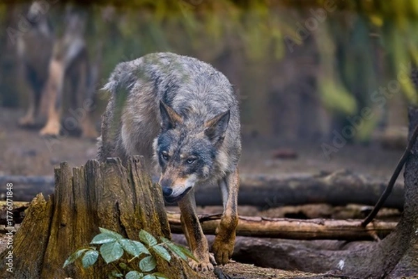 Fototapeta A grey wolf walks in the forest. Wildlife scene with a wiolf. Canis lupus. 