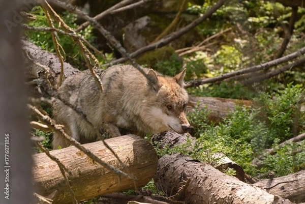 Fototapeta A grey wolf walks in the forest. Wildlife scene with a wiolf. Canis lupus. 