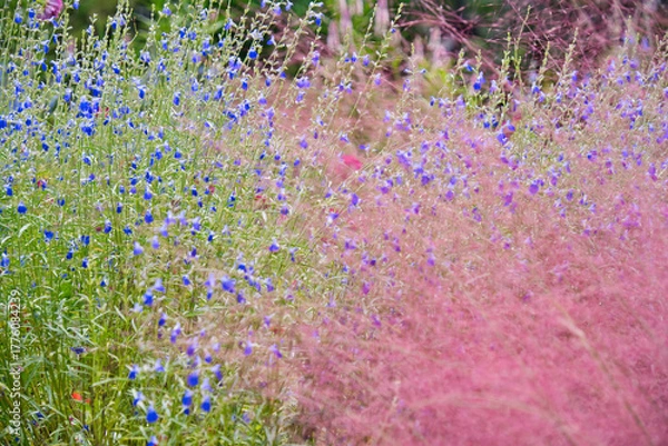 Obraz 横浜里山ガーデンの秋の花
