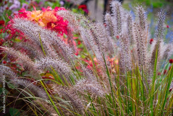 Obraz 横浜里山ガーデンの秋の花