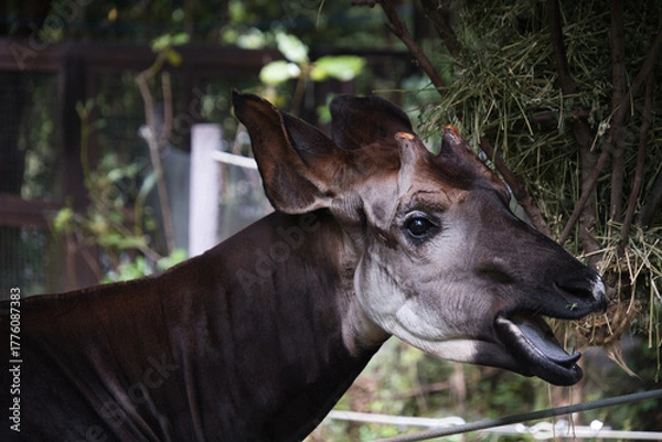 Obraz 横浜動物園ズーラシアのオカピ