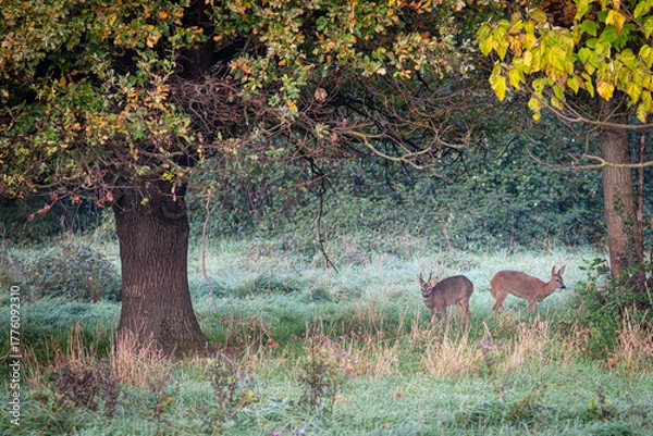 Obraz Les chevreuils