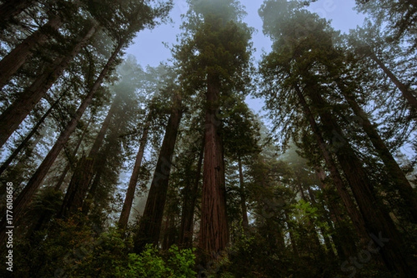 Obraz California redwood trees (Sequoia sempervirens) in early morning light, Lady Bird Johnson Grove Trail, California, USA