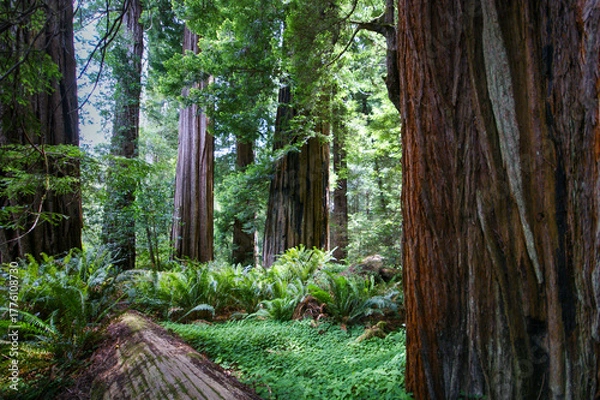 Fototapeta Lush Northern California Forest with Coast Redwood Trees (Sequoia sempervirens)