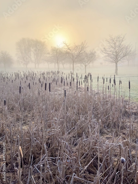 Obraz Bulrush plants a cold misty winter morning with the sun in a public park