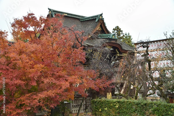 Obraz 雨あがりの北野天満宮　濡れたモミジと三光門(京都市上京区)