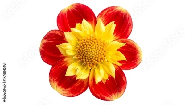 Obraz Close-up of a red and yellow dahlia flower isolated against a white background, showing intricate petal details