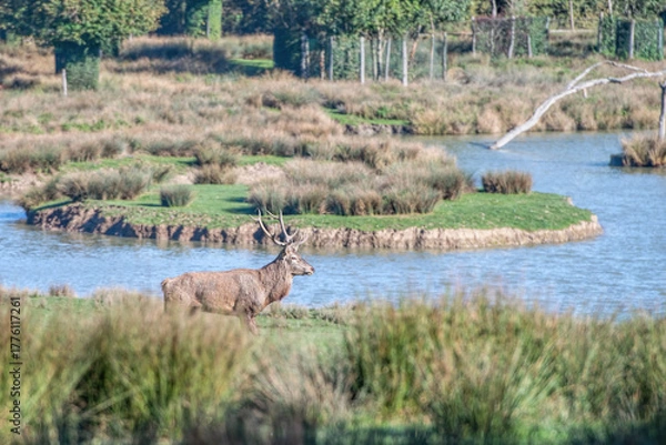 Obraz deer bellow during the rut