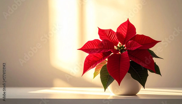 Fototapeta 朝日の差し込む白い室内に飾られた赤いポインセチアの鉢植えが美しい冬のインテリア