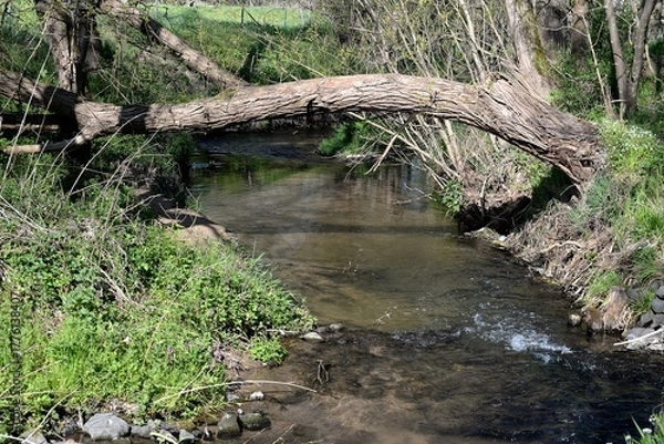 Obraz Bachlauf im Frühling