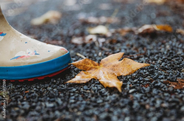 Obraz autumn leaf on the ground