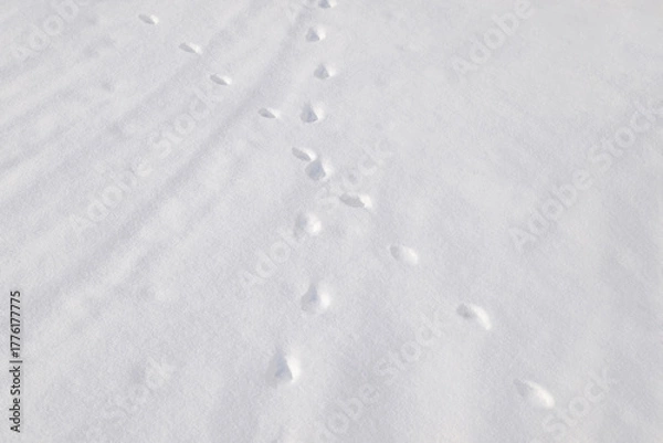 Fototapeta Winter. An abstract pattern of crisscrossing footprints in the snow.