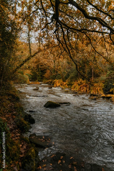 Obraz river in autumn forest