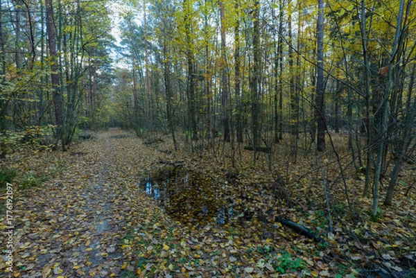 Fototapeta Autumn Forest Path with Golden Leaves