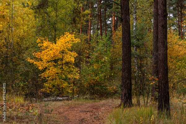Obraz Autumn forest. Walk in nature. Tourism in the forest area.