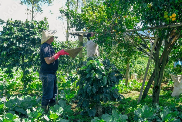 Fototapeta Farmers Harvesting Fresh Oranges in Lush Orchard Under Sunny Sky