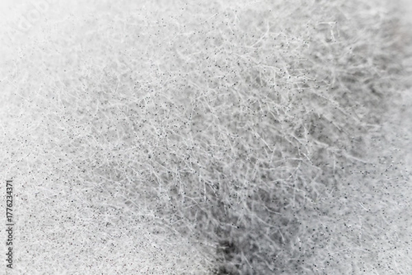 Obraz Close up  backgroud mold structure inside a preservation can.