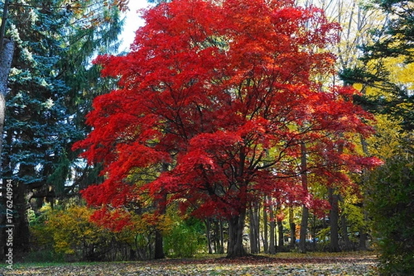 Obraz 紅葉したモミジ