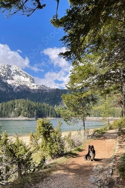 Fototapeta Dog sitting on a forest path near a clear mountain lake with snow-capped peaks in the background