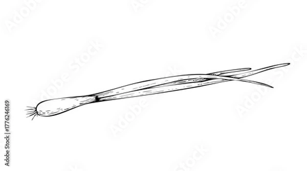 Fototapeta Vector Fresh Green Onion. Graphic ink vegetable with bulb and long leaves illustration, isolated on background. Hand drawn line sketch. For designers, prints, logo, icon, menu, postcards, holiday