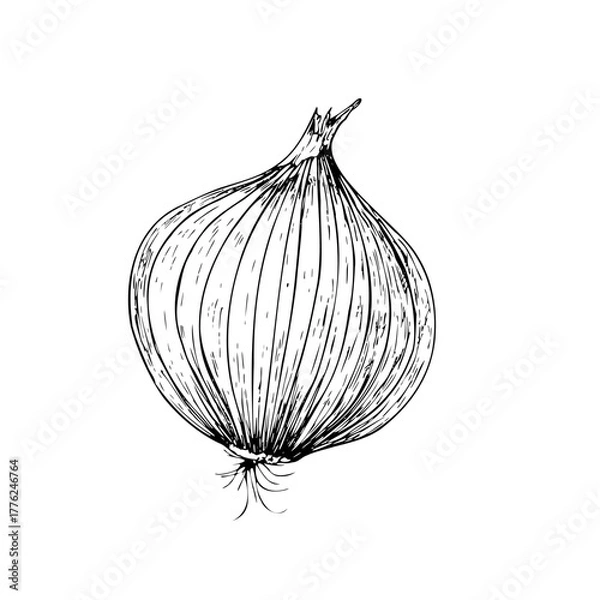 Fototapeta Vector fresh onion. Graphic ink vegetable illustration, isolated on background. Hand drawn line sketch. For designers, prints, logo, icon, menu, postcards, holiday, covers