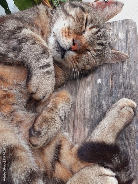 Obraz Schlafende Katze