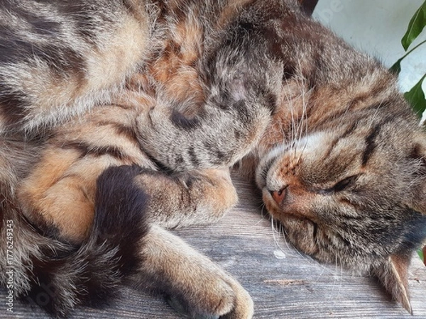 Obraz Katze schläft