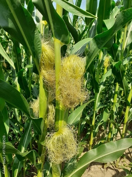 Obraz Mais auf einem Acker