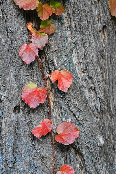 Obraz 木の幹に這うツタ