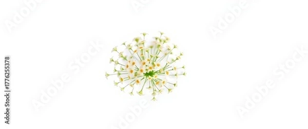 Fototapeta Delicate cluster of tiny white wildflowers, pristine and isolated against a pure white backdrop, flora, minimal