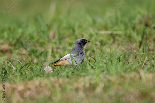 Fototapeta Male black redstart (Phoenicurus ochruros) on a meadow. Colorful small passerine bird in the genus Phoenicurus.	