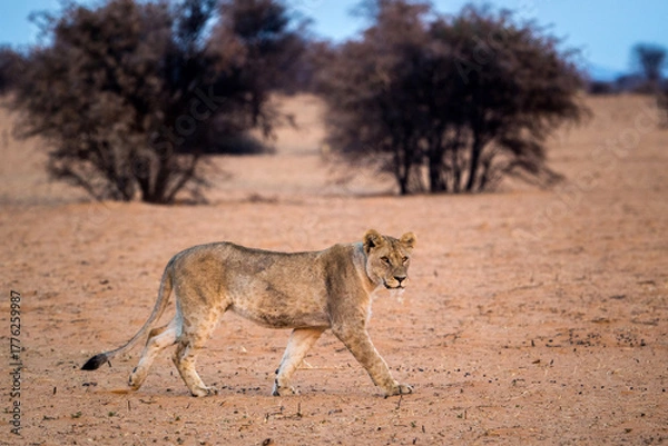 Obraz desert lion from africa namibia