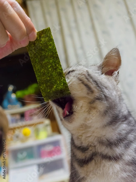 Fototapeta 海藻を食べる猫
