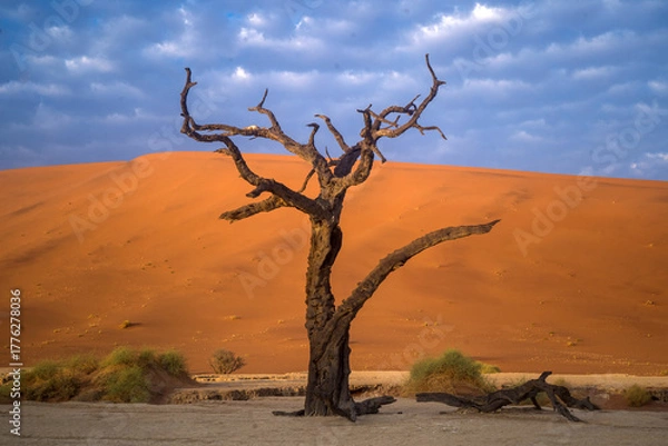 Obraz dead trees from death valley namibia