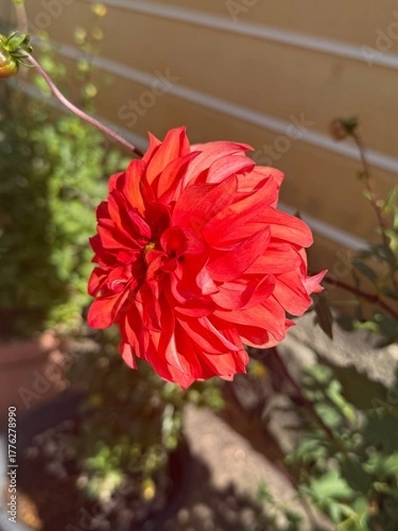 Obraz red dahlia flower
