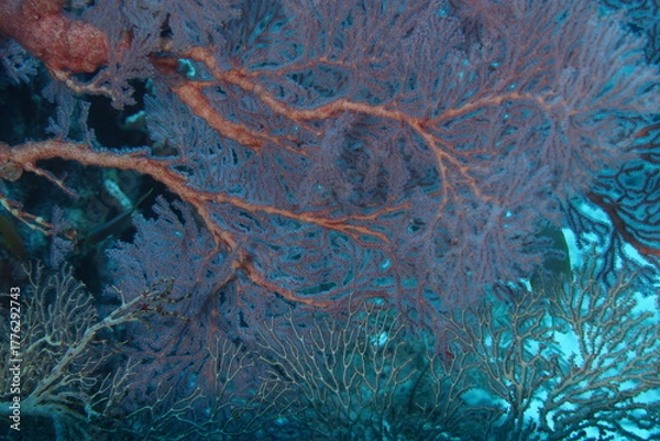 Obraz gorgonia coral