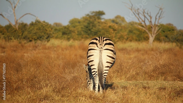 Fototapeta Zebra Hintern